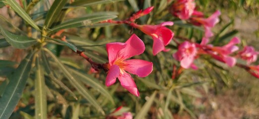 red and white flower