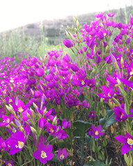 Vibrant purple wildflowers on a mountain slope - Canchalagua, Charming Centaury, Crocus