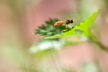 fly on a green leaf
