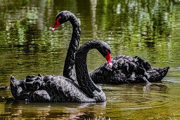 Black Swan