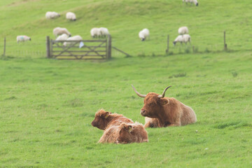Agricultural rural scene, trio family of highland cattle with a fence background followed by sheep...