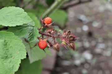 エビガライチゴ