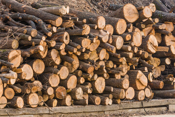 Closeup of pile of fresh cut logs