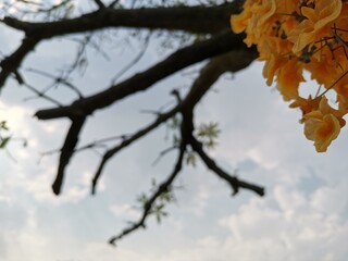 autumn leaves against blue sky