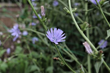 チコリの花