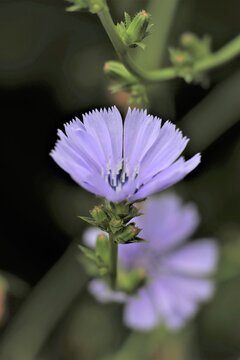 229 最適な チコリ 画像 ストック写真 ベクター Adobe Stock