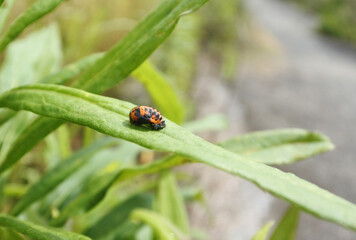 Seven spotted ladybug and Canadian horseweed along a pavement.