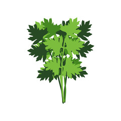 perejil vector planta que sirve como condimento en comidas, ramas de plantas de varios colores verdes
