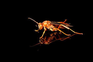 polistes metricus, Red Paper Wasp on black background