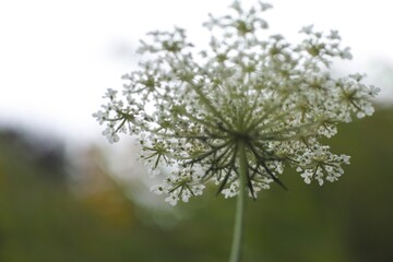 Beautiful White Flower Blooming in Summer Day