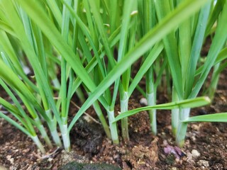 green onions growing in the ground