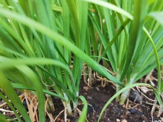 green onions growing in the ground