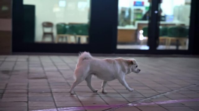 White dog running in night street, sniffing the ground, stray dog, lost pet dog