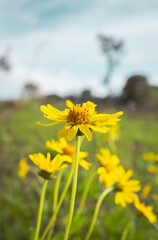 field of yellow flowers