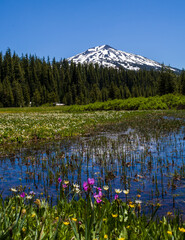 mt bachelor and meadow