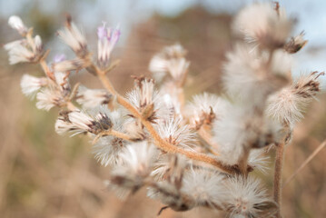 dry grass in the morning