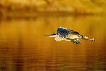 夕日を浴びながらさっそうと飛ぶアオサギの飛翔シーン