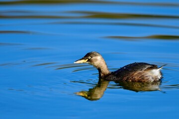 青空映す水面をのんびり泳ぐカイツブリ