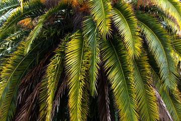 big palm tree. Leaves, stems, tree branches. Green nature.