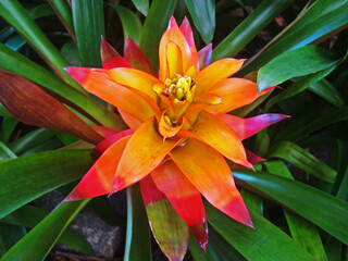 Bromeliad inflorescence on tropical rain forest