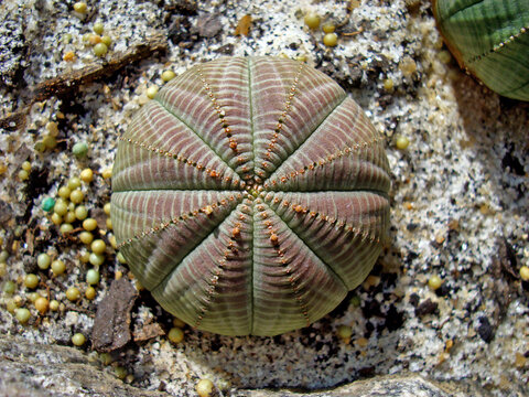 Succulent plant (Euphorbia obesa)