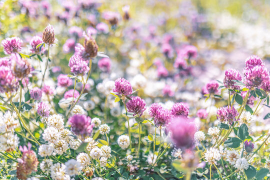 Blooming clover in the meadow
