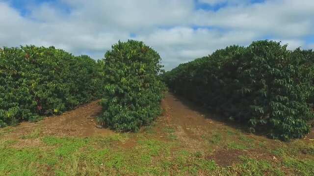 aerial image of Brazil's agricultural plantation
