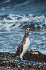 Penguin out of the water