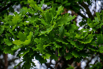 zielone liście dębu