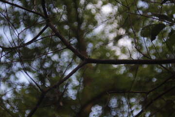 Trees and green landscape evening