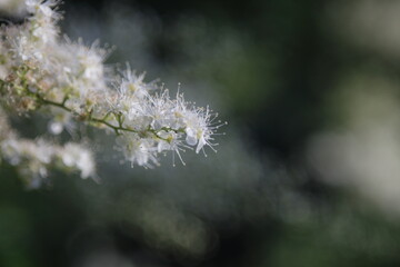 white cherry blossom tree with green background