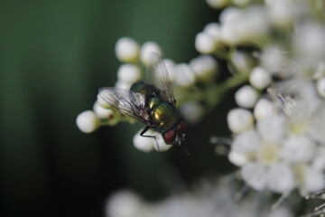 green fly and white flower