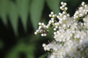 green fly and white flower