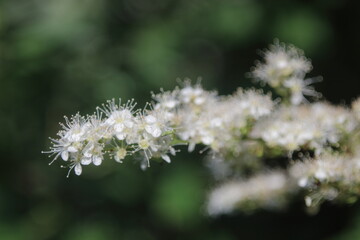 white cherry blossom tree with green background