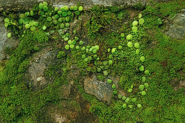 green moss on stone