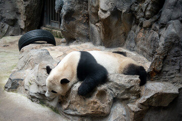 Dirty and malnourished panda bars show the sad and cruel reality of life in captivity. 