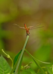dragonfly resting on a leaf