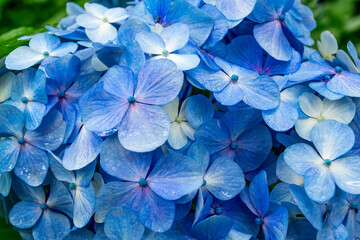 Hydrangea in the rain