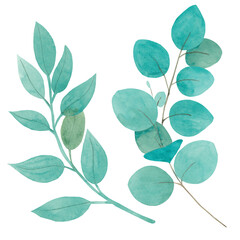 Hand drawn watercolor branches, branches eucalyptus collection. Greenery. Floral Design elements. It's perfect for cards, frames, wedding cards, patterns, flowers compositions, invitations and other.