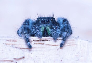 spider on the wall
