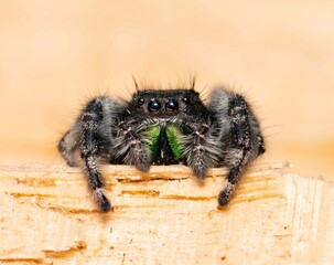 spider on the wall