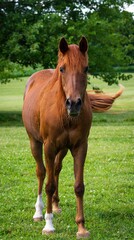 horse eating grass