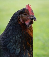 portrait of a rooster