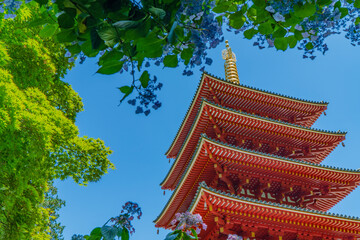 紫陽花の中の五重塔