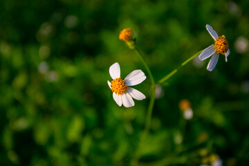 butterfly on a camomile