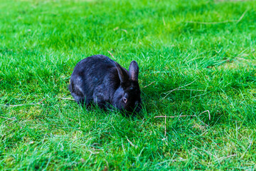Cute adorable black fluffy rabbit or bunny plucks green grass on the lawn in the park.