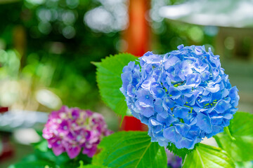 晴天の紫陽花