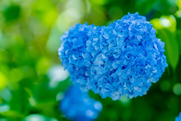 Obraz premium 晴天の紫陽花