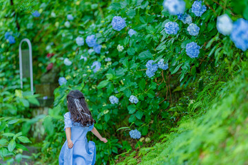 紫陽花の小径