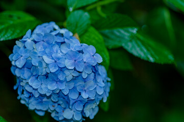 雨中の紫陽花